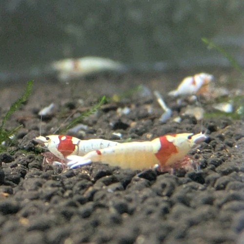 Crevettes aquarium eau - crevettes,