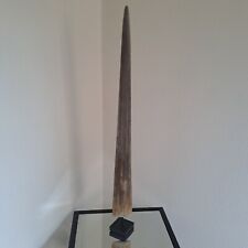 Taxidermy, real swordfish rostere - 76 cms - on stand to be placed - A