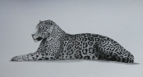 Lithographie animalière
