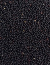 5 kg de graine de colza