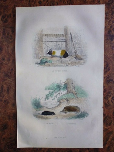 Gravure couleur buffon le - gravure,