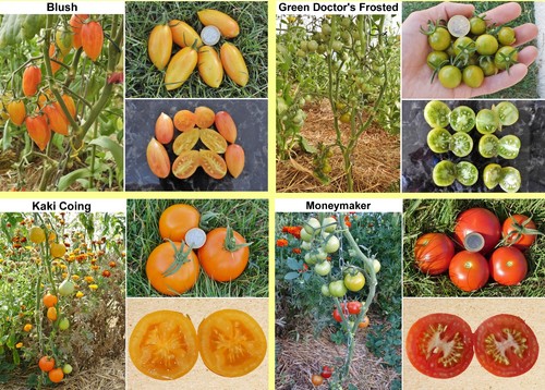 Variétés tomates au - 25,