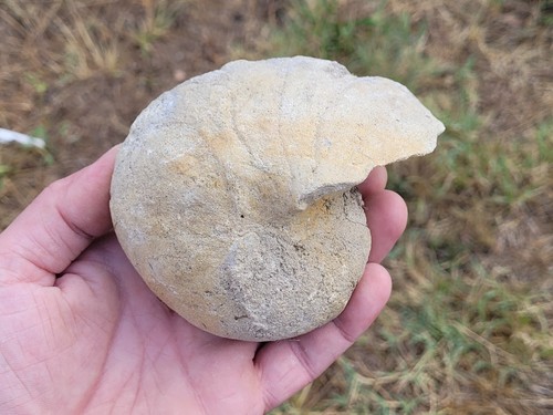 Nautile fossile marin - , france