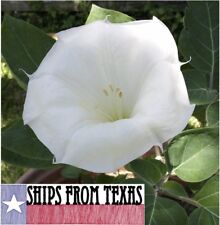 DATURA, SACRED DATURA, MOON FLOWER, DEVIL’S/ANGEL TRUMPET, LUSH, 100 SEEDS 