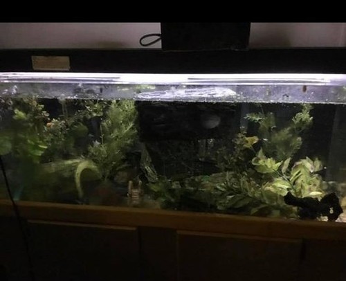 Beautiful acrylic aquarium