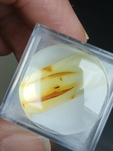 Ambre baltique - ambre, de