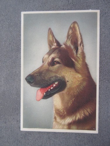 Antique german shepherd - antique,