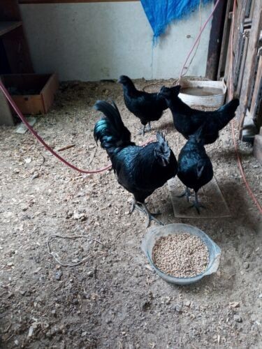 Ayam cemani hatching eggs - 6+,
