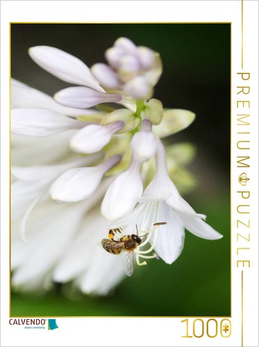 Puzzle calvendo fleurs hosta - puzzle, d'hosta