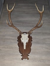 Bois  De Cerf 12 Corps Grande