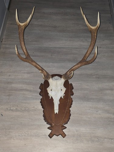 Bois cerf corps grande - , 12