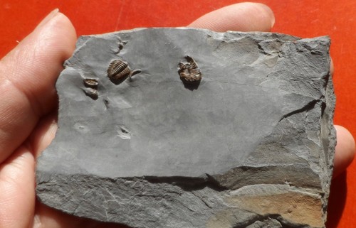 Trilobite ordovicien - trilobite, de