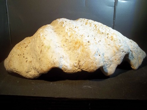 Fossile bénitier - ,