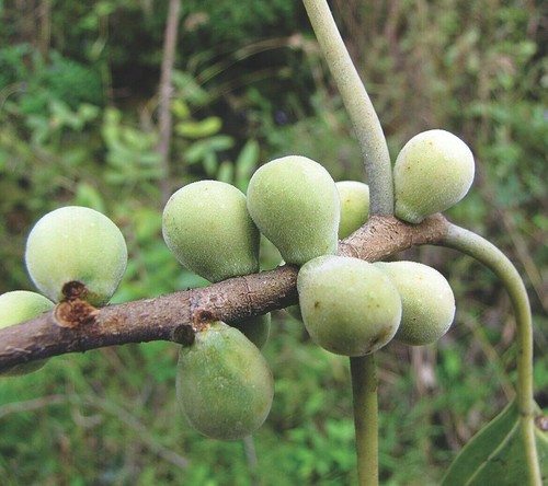 Indian bat fig pipali - fig,