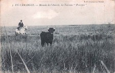 13* CAMARGUE manade de l amaree � bull ��provence�� RL52,0586
