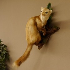 Furet Sur Branche Préparé