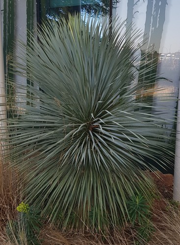 Yucca rostrata sapphire - yucca, 'sapphire