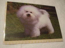 CARTE + ENVELOPPE - chien  BICHON FRISE