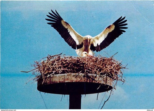 Carte postale animaux - carte,
