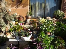 plantes grasses grand  lot