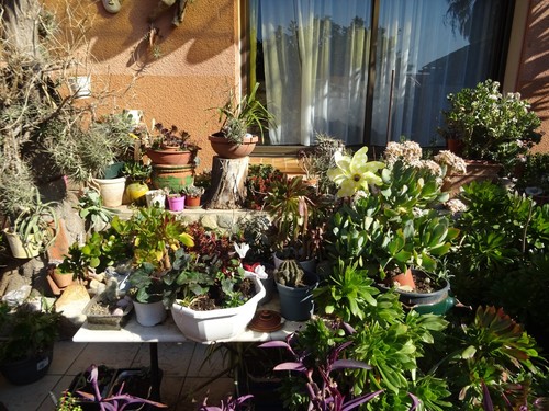 Plantes grasses beau lot - plantes,