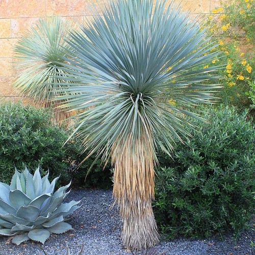 Yucca rostrata rostré - yucca,