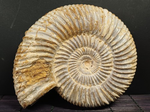 Perisphinctes - , (dichotomoceras)