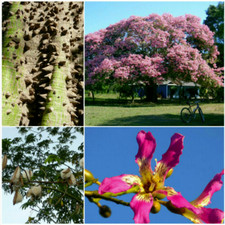 10 GRAINES DE CEIBA PENTANDRA