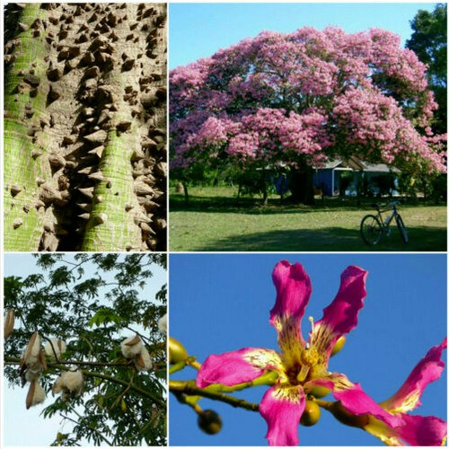 Graines ceiba pentandra - 10,