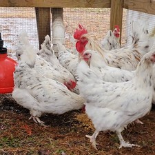 10+ Splash Copper Marans