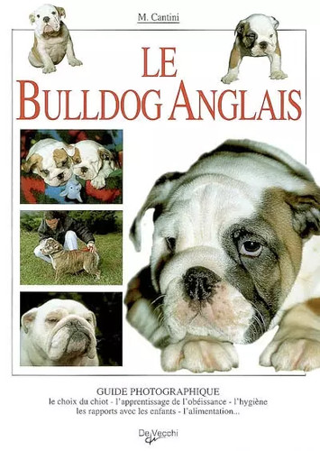 Bulldog anglais micaela - bulldog, anglais,