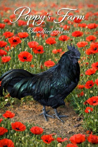Four pure ayam - pure, cemani