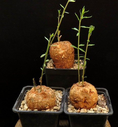Talinum caffrum caudex - caffrum,,