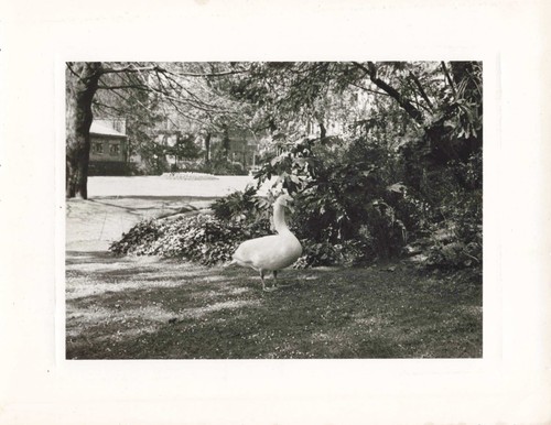 Ancienne photographie 1954 - ancienne,