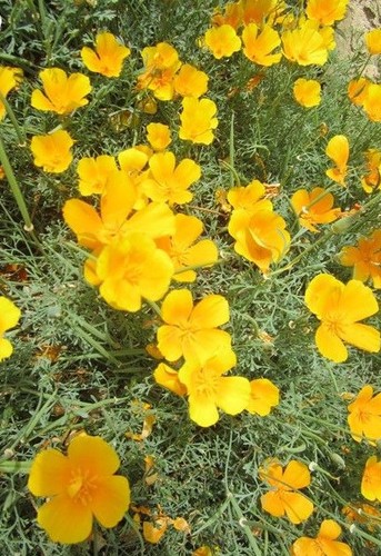 Pavot californie simple - pavot,
