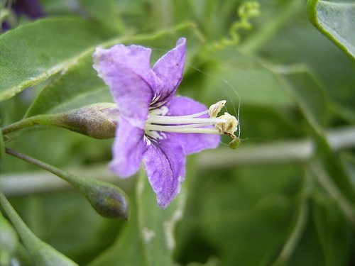 Graines lycium barbarum - de,