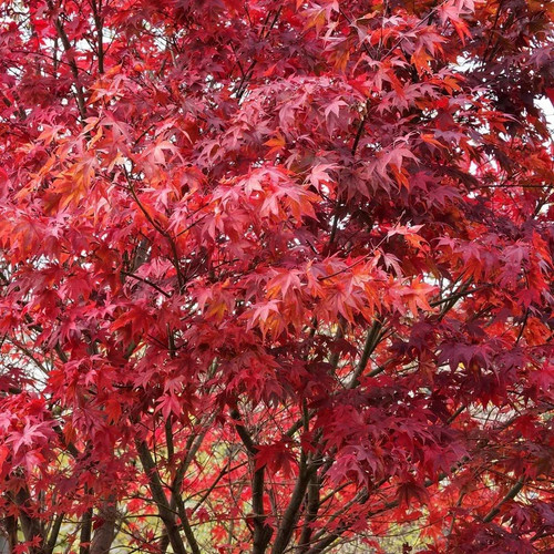 Acer palmatum atropurpureum - acer, 'atropurpureum'