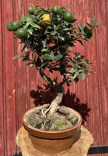 Bonsaï agrume citrus - bonsaÏ,
