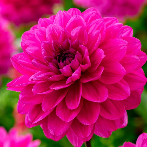 Tubercules bulbes dahlias - de,