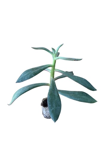 Pièces plantes grasses - pièces, de