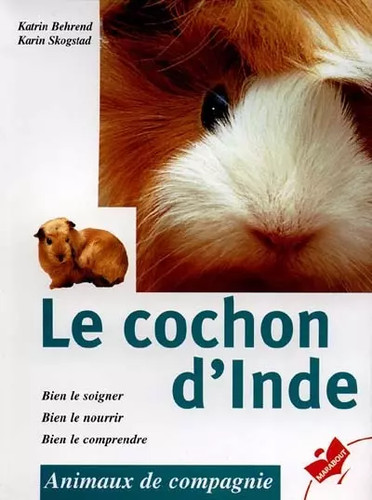 Cochon inde katrin - cochon, d'inde,