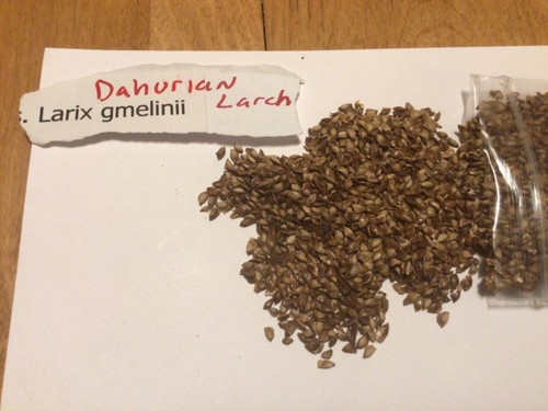 Dahurian larch tree seeds - larch,