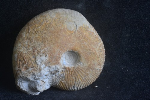 Superbe ammonite