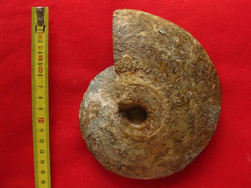 Ammonite oxfordien - ammonite,