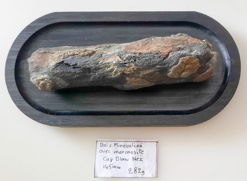 Collections fossile bois - fossile,