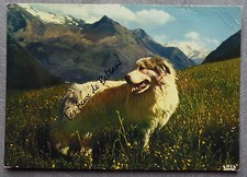CHIEN BERGER DES PYRENEES      postcard