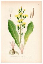 1926 Leafless Hawk's-Beard, Lindman Botanical Print, Crepis Praemorsa