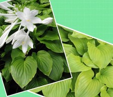 Hosta couleur blanc,parfumés 