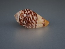 78 - Conus (Lautoconus)