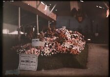 5 autochromes 9X 12 cm, Nice / canes circa 1910. Original Light Box